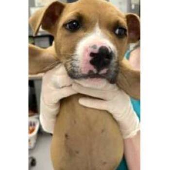 Roxanne -  Mixed Breed Dog for Adoption in Wilmington, Delaware - Roxanne | PetCurious