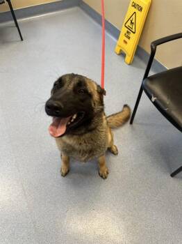 Belgian Shepherd Malinois Dogs Available for Adoption in San Jose, California - A1405042 | PetCurious
