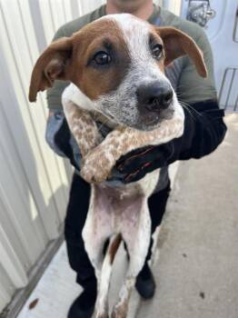 SNICKERS -  Australian Cattle Dog Blue Heeler and Mixed Breed Dog for Adoption in Killeen, Texas - SNICKERS | PetCurious