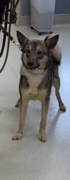 German Shepherd Dog and Norwegian Elkhound Dogs Available for Adoption - Mickey | PetCurious