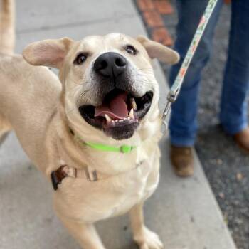 Jurassic -  Retriever Dog for Adoption in Cheyenne, Wyoming - Jurassic | PetCurious