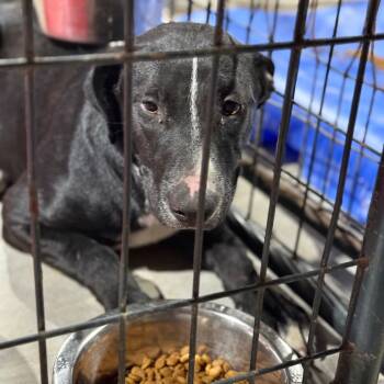 Rescue Black Labrador Retriever and Mixed Breed Dogs for Adoption in Fort Smith, Arkansas - Sweetie | PetCurious