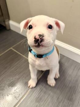 Dibby -  American Bulldog Dog for Adoption in Brentwood, Tennessee - Dibby | PetCurious