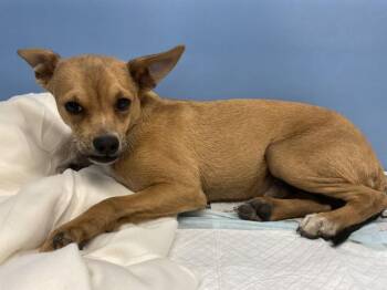 Chihuahua Dogs Available for Adoption in San Bernardino, California - MOZZY | PetCurious