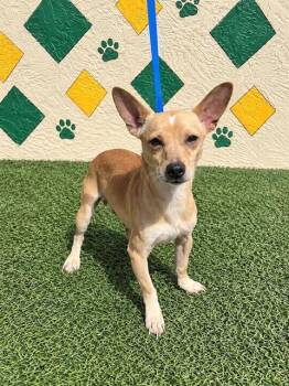 HOBBES -  Chihuahua and Mixed Breed Dog for Adoption in Winter Haven, Florida - HOBBES | PetCurious