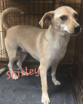 Rescue Cattle Dog Dogs for Adoption in Jackson, Mississippi - Shirley | PetCurious