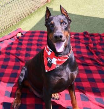 Skooby -  Mixed Breed Dog for Adoption in Athens, Georgia - Skooby | PetCurious