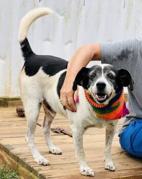 Rescue Beagle and Mixed Breed Dogs for Adoption in Seneca, South Carolina - Willie $25 Fostered | PetCurious