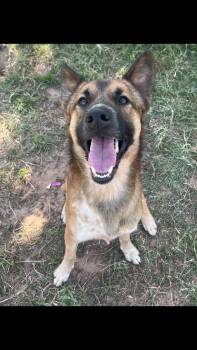 Master -  Belgian Shepherd Malinois Dog for Adoption - Master | PetCurious