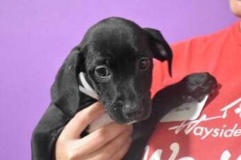 Squirrel -  Mixed Breed Dog for Adoption in Kansas City, Missouri - Squirrel | PetCurious