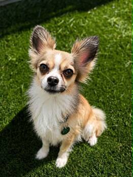 Chihuahua Dogs Available for Adoption in Delson, Quebec - Charlot | PetCurious