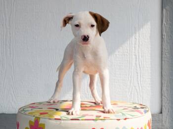 Spice Girls Litter - Baby Spice -  Mixed Breed Dog for Adoption in Savage, Minnesota - Spice Girls Litter - Baby Spice | PetCurious