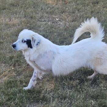 Snowball -  Mixed Breed and Samoyed Dog for Adoption in Huntsville, Alabama - Snowball | PetCurious