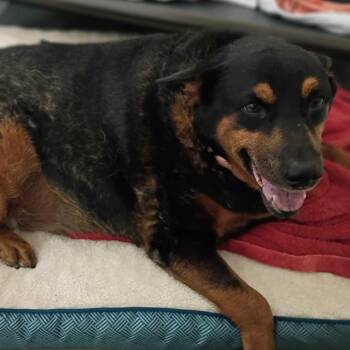 Emma -  Mixed Breed Dog for Adoption in Davenport, Iowa - Emma | PetCurious