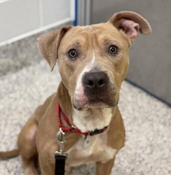 Mr. Valentine -  Pit Bull Terrier Dog for Adoption in Golden, Colorado - Mr. Valentine | PetCurious