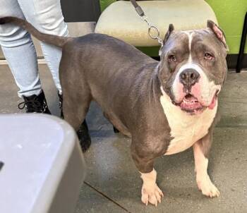 Pit Bull Terrier Dogs Available for Adoption - Pen 116 Boogie | PetCurious
