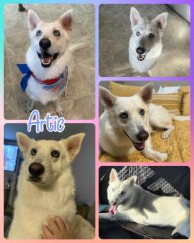 Rescue Mixed Breed Dogs for Adoption in Lancaster, New York - Artic | PetCurious