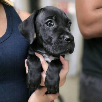 Raven -  Black Labrador Retriever Dog Available for Adoption in Denison, Texas - Raven | PetCurious