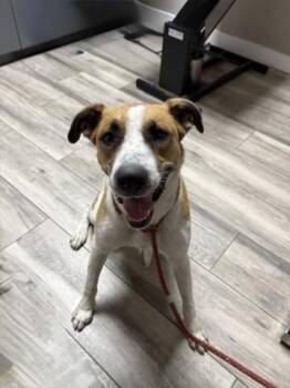 LOVE BUG -  Hound and Mixed Breed Dog for Adoption in Redlands, California - LOVE BUG | PetCurious