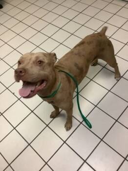 Rescue Pit Bull Terrier and Mixed Breed Dogs for Adoption in Largo, Florida - Zuko | PetCurious