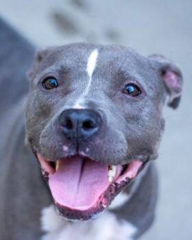 Emma Grace -  Mixed Breed Dog for Adoption in Chamblee, Georgia - Emma Grace | PetCurious