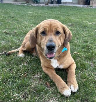 Hound and Labrador Retriever Dogs Available for Adoption in Minneapolis, Minnesota - Ruthie | PetCurious