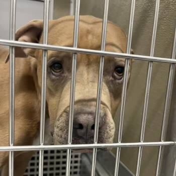 Barney -  Pit Bull Terrier Dog for Adoption in Durango, Colorado - Barney | PetCurious