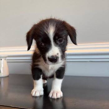 Dolma -  Australian Shepherd and Mixed Breed Dog for Adoption in North Myrtle Beach, South Carolina - Dolma | PetCurious