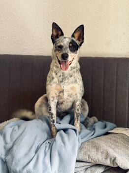 Rescue Australian Cattle Dog Blue Heeler Dogs for Adoption in Itasca, Texas - Pip | PetCurious