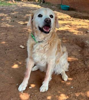 Loghan -  Golden Retriever and Cocker Spaniel Dog for Adoption in Kiowa, Oklahoma - Loghan | PetCurious