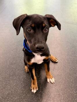 AIDEN -  Black And Tan Coonhound and Mixed Breed Dog for Adoption in San Francisco, California - AIDEN | PetCurious