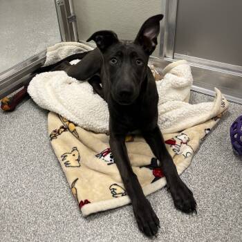 Rescue Mixed Breed Dogs for Adoption in Oak Brook, Illinois - Glacier | PetCurious