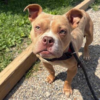 Rescue American Bully and Mixed Breed Dogs for Adoption in Detroit, Michigan - Tugboat | PetCurious