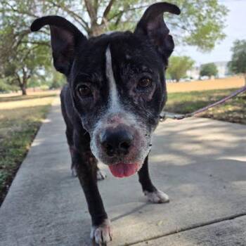Reeses Pieces -  American Staffordshire Terrier Dog for Adoption in Austin, Texas - Reeses Pieces | PetCurious