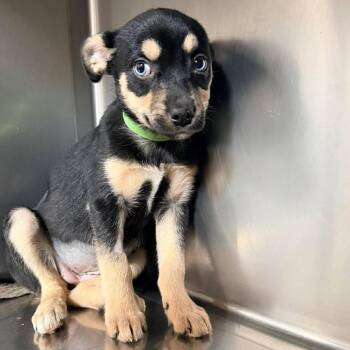 Cocoa -  Chihuahua and Pug Dog for Adoption in Apple Valley, California - Cocoa | PetCurious