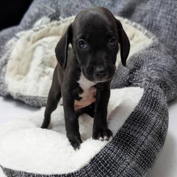 Dayzee -  Mixed Breed Dog for Adoption in Knoxville, Tennessee - Dayzee | PetCurious