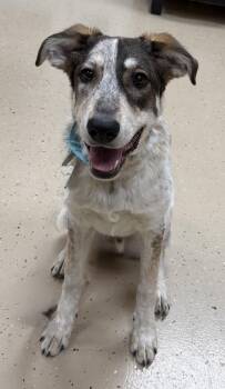 Shepherd Dogs Available for Adoption - Rumble | PetCurious