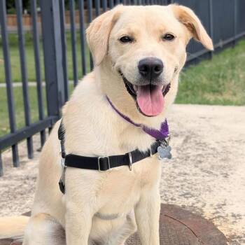 Kylie -  Labrador Retriever and Mixed Breed Dog for Adoption in Falls Church, Virginia - Kylie | PetCurious