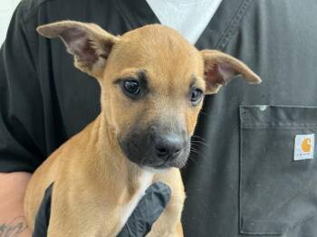 Mastiff and Mixed Breed Dogs Available for Adoption in San Bernardino, California - LAVENDER | PetCurious