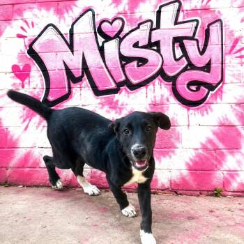 Misty -  Labrador Retriever and Shepherd Dog for Adoption in South Elgin, Illinois - Misty | PetCurious