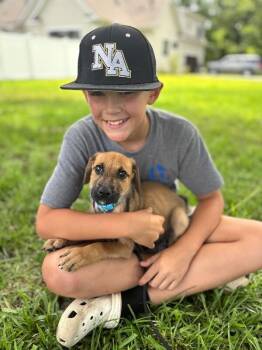 August -  Beagle and Mixed Breed Dog for Adoption in Aiken, South Carolina - August | PetCurious