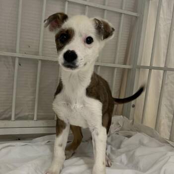 Pawssum -  Mixed Breed Dog for Adoption in Moab, Utah - Pawssum | PetCurious