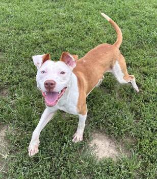 Arlington -  Pit Bull Terrier Dog for Adoption in Evansville, Indiana - Arlington | PetCurious