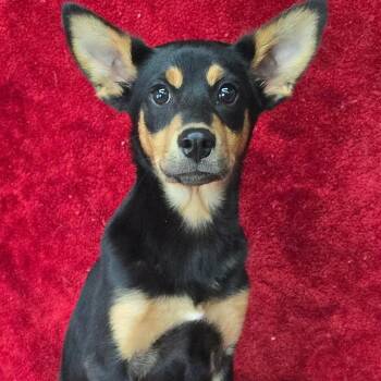 Australian Kelpie Dogs Available for Adoption - FOSTER OR FOSTER-TO-ADOPT NEEDED Varrius | PetCurious