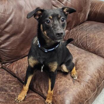 Petunia -  Australian Cattle Dog Blue Heeler Dog for Adoption in Marshfield, Wisconsin - Petunia | PetCurious