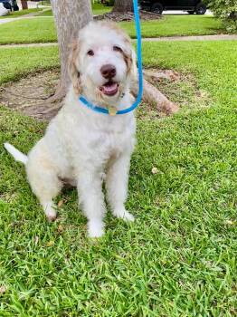 Howie -  Labradoodle and Sheepadoodle Dog for Adoption in Houston, Texas - Howie | PetCurious