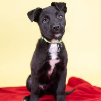 Mixed Breed Dogs Available for Adoption - Dilly | PetCurious