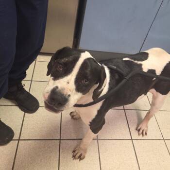 Mixed Breed Dogs Available for Adoption in Charleston, West Virginia - Chop Suey Aka Cleo | PetCurious