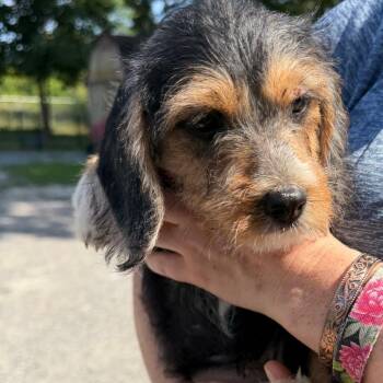 Lyrah -  Beagle and Cairn Terrier Dog for Adoption in Sequatchie, Tennessee - Lyrah | PetCurious