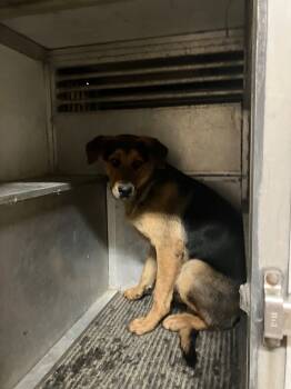 Rescue German Shepherd Dog and Mixed Breed Dogs for Adoption in Hot Springs, Arkansas - JoJo | PetCurious